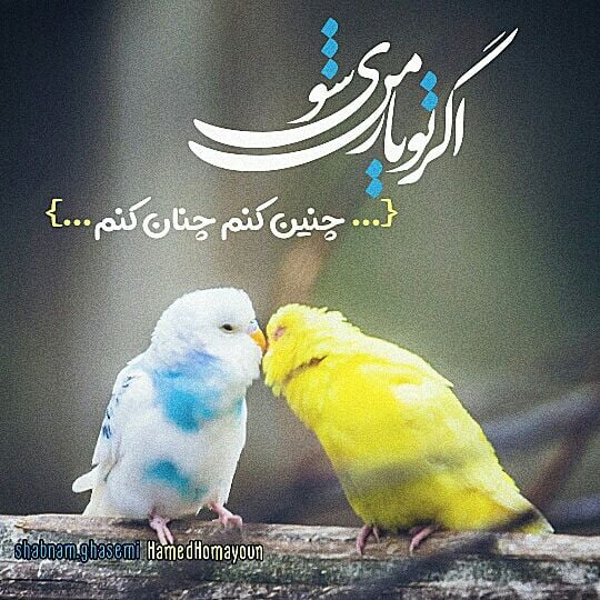 نصیر غریب پور آغلیا آغلیا من سنه باخدیم